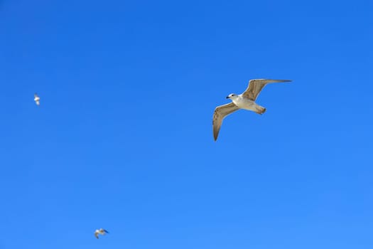 A seagull soaring through a bright blue sky on a sunny day