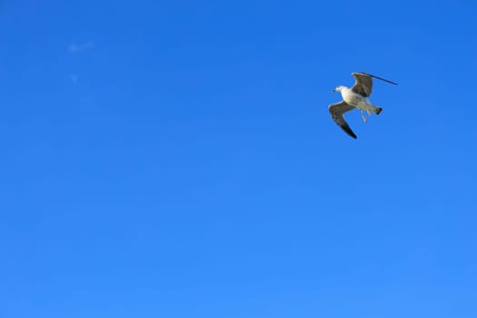 A seagull soaring through a bright blue sky on a sunny day