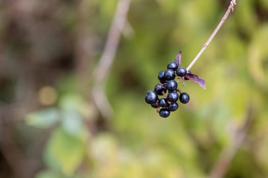 A closeup shot of a twig with a cluster of black berries against a green background