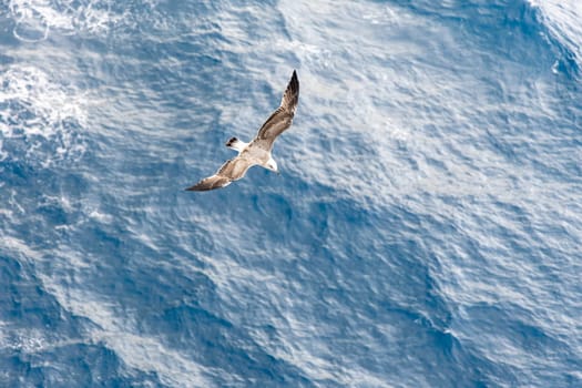 A seagull is soaring gracefully above the tranquil blue waters of an ocean