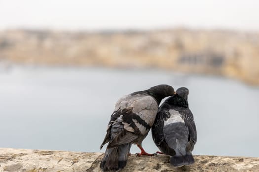 The two rock pigeons perched together on the edge of a tranquil lake, grooming each other