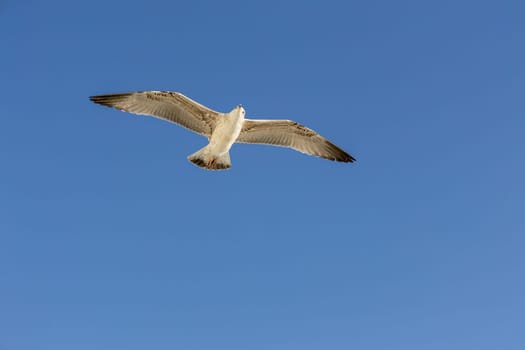 A seagull soaring through a bright blue sky on a sunny day