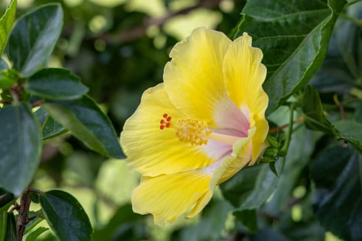 A vibrant yellow hibiscus flower blooms against a lush green bush in a garden setting