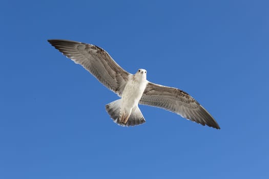 A seagull soaring through a bright blue sky on a sunny day