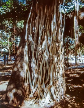 Lahaina, Maui, Hawaii, June 2, 1989 - Old Slide of The Historic 150 Year Old, Banyan Tree in Lahaina Harbor, on a Beautiful Sunny Summer Day