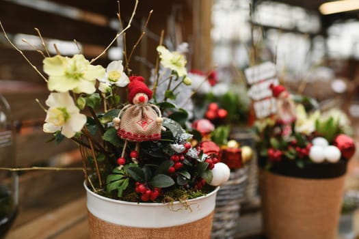 Christmas composition with the plants for Christmas