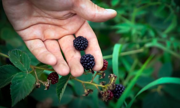 A man holds blackberries in his hand, close-up view. A farmer harvests berries in his garden, a gardener gathers wild blackberries in the forest.