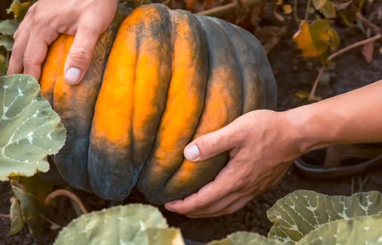 The hands of the farmer hold a pumpkin, a variety of green color, a man harvests in his garden, is engaged in planting and cultivating vegetables, close-up view.