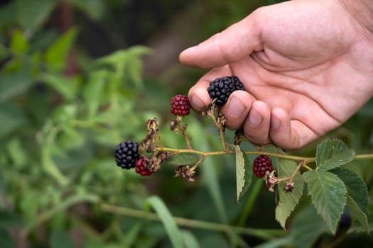 A man holds blackberries in his hand, close-up view. A farmer harvests berries in his garden, a gardener gathers wild blackberries in the forest.