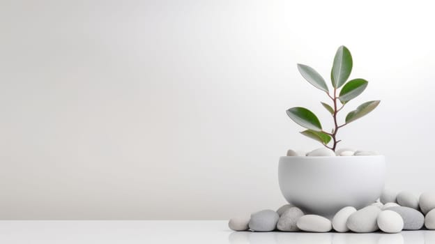 A small potted plant with white rocks on a white surface. This image shows a green plant in a white pot surrounded by white rocks. The plant has oval leaves and the pot is round. High quality photo