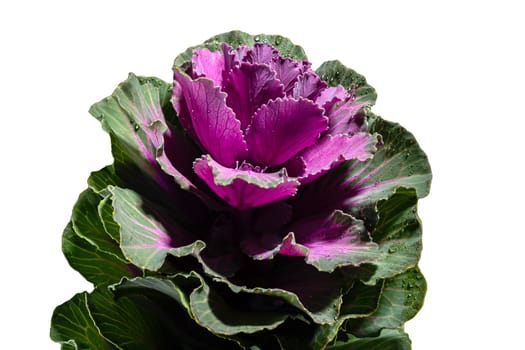 Dekorative cabbage flower brassica oleracea isolated on a white background. Flower head close-up studio shot