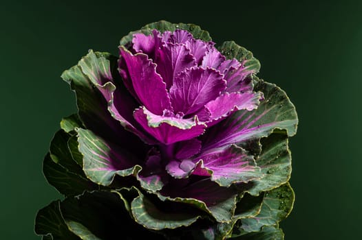 Dekorative cabbage flower brassica oleracea on a green background. Flower head close-up studio shot