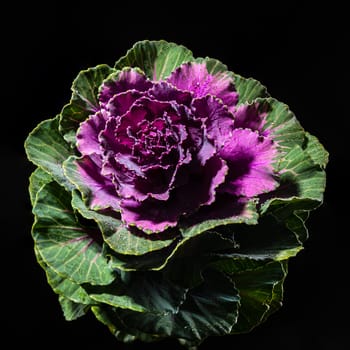 Dekorative cabbage flower brassica oleracea on a black background. Flower head close-up studio shot