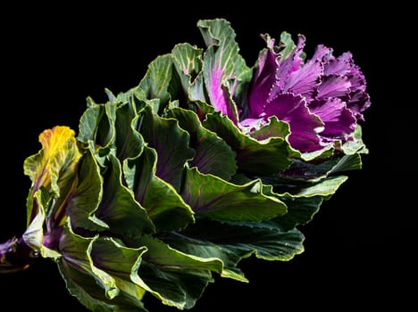 Dekorative cabbage flower brassica oleracea on a black background. Flower head close-up studio shot