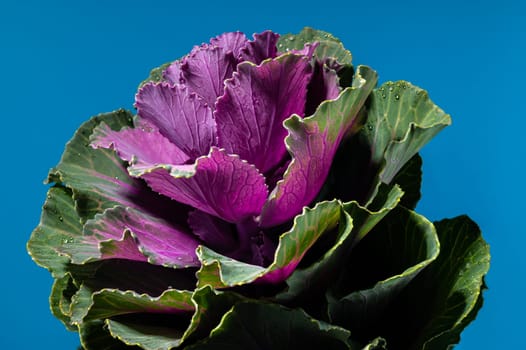 Dekorative cabbage flower brassica oleracea on a blue background. Flower head close-up studio shot