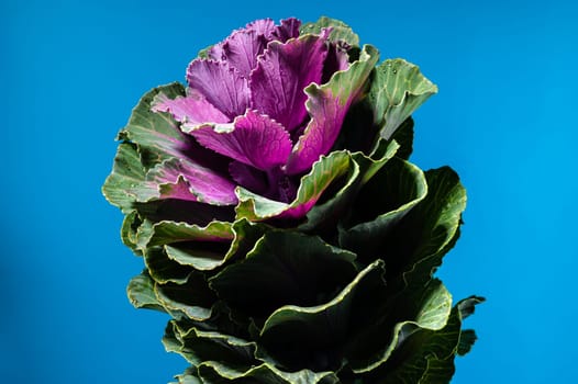 Dekorative cabbage flower brassica oleracea on a blue background. Flower head close-up studio shot