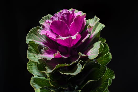 Dekorative cabbage flower brassica oleracea on a black background. Flower head close-up studio shot