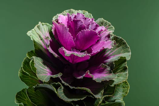 Dekorative cabbage flower brassica oleracea on a green background. Flower head close-up studio shot