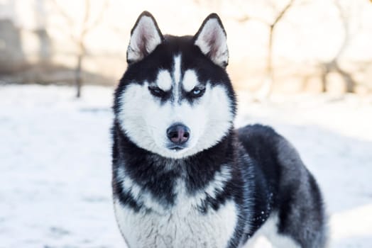 Muzzle of Siberian Husky dog on snow background on bright sunny day. Siberian Husky dog black and white colour with blue eyes.