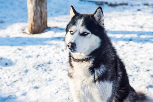 Muzzle of Siberian Husky dog on snow background on bright sunny day. Siberian Husky dog black and white colour with blue eyes.