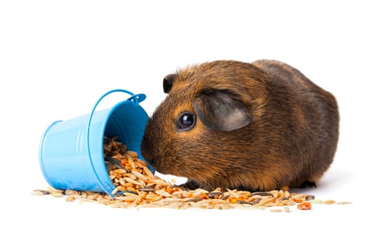 Cute little brown guinea pig nibbles pet food on white background. Domestic guinea pig.