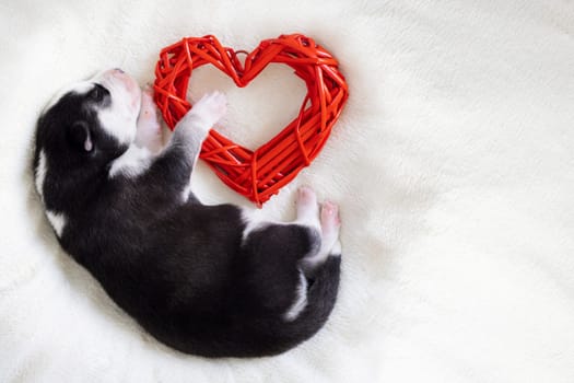 Siberian Husky puppy sleeps on a white blanket and hugs toy heart.