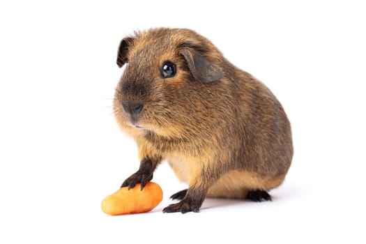 Cute little brown guinea pig with carrot isolated on a white background.