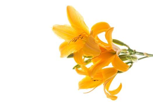 bouquet of beautiful yellow lilies, isolated on white background.