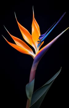 Botanical orange plant floral botany tropic bloom green paradise blossom exotic gardening flower bird colours background beauty summer strelitzia leaf yellow nature flora