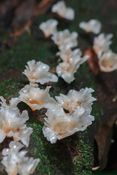 White wild mushrooms on wood in nature With moisture