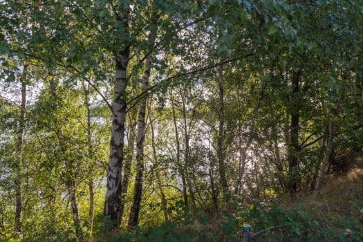 Beautiful view of a lake surrounded by forests on a sunny summer day, light streaming through the branches of green foliage trees during the sunny golden hour, high quality photo, High quality photo