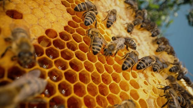 Bees family working on honeycomb in apiary. Life of Carniolan honey bee in hive. Concept of beekeeping, commercial pollinators, food producers. High quality 4k