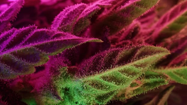 Sativa marijuana plant in glowing neon light. Indica rasterized herbal cannabis leaf macro detailed background. Hemp cultivation. High quality