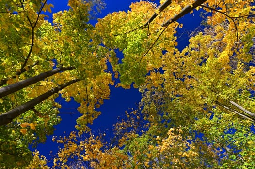 Beautiful colourful autumn landscape in the Czech Republic. Colorful trees in nature in autumn season. Seasonal concept for outdoor activities. 