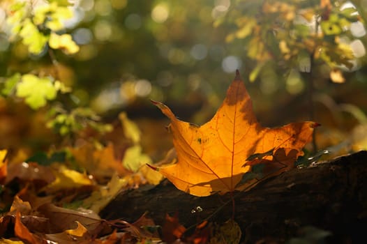 Beautiful colourful autumn leaves of trees. Nature with forest and colourful trees in autumn season. Concept for the season and the environment. 