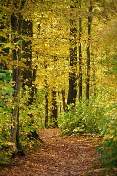 Beautiful colourful autumn landscape. Nature with forest and colourful trees in autumn. Concept for the season and the environment. 