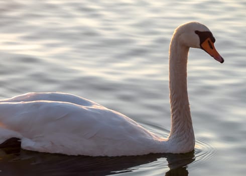 Beautiful View Of A Graceful Swan In Lake