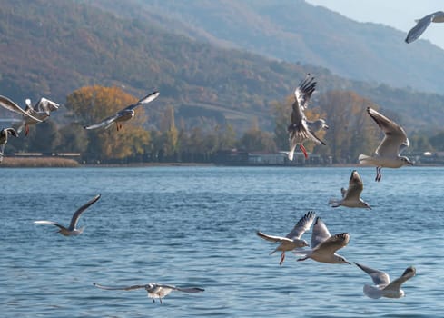 gulls fly over lake Ohrid, natural background