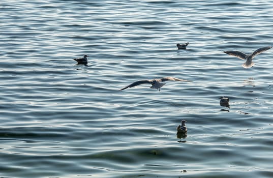 gulls fly over lake Ohrid, natural background