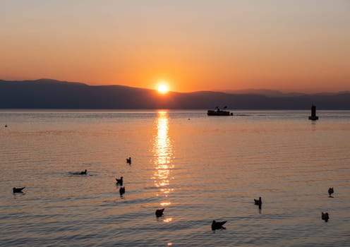 Silhouette Seagulls Swimming On Lake During Sunset