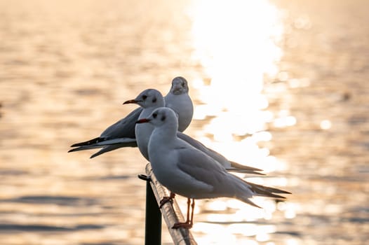 Bird Seagull Standing in sunset, lake sunset