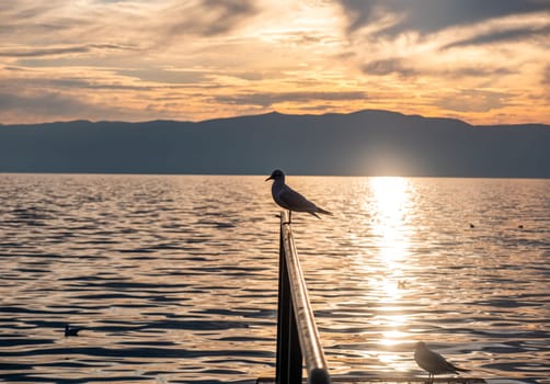 Bird Seagull Standing in sunset, lake sunset