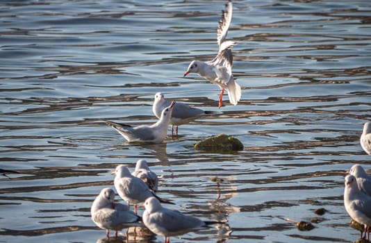 Seagulls In blue Lake wave, close up