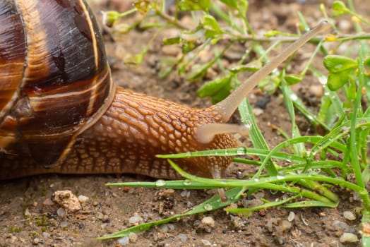 snail close up in the garden macro