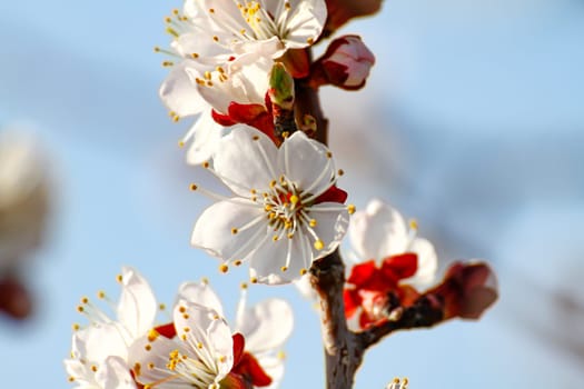 spring flower cherry in garden macro, close up