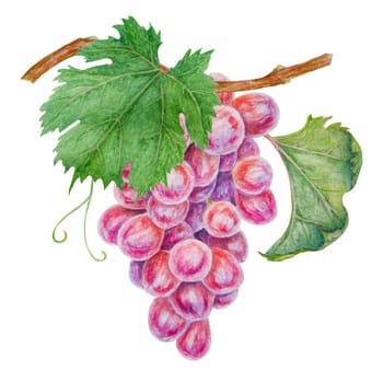 A bunch of dark grapes. Watercolor hand drawn botanical illustration. Ingredient in wine, vinegar, juice, cosmetics. Clip art for menus of restaurants, cafes, packaging of farm goods, vegan products.