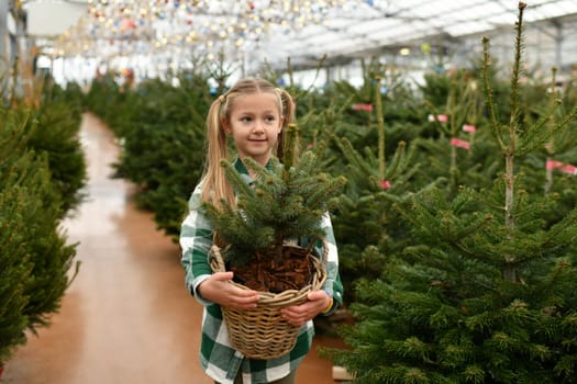 A small girl chooses a Christmas tree in the market.