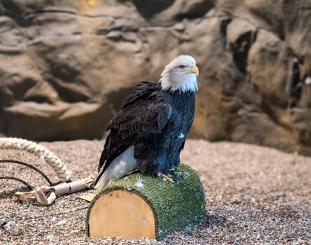 Bald eagle rescued and sitting in the National Eagle Center in Wabash Minnesota