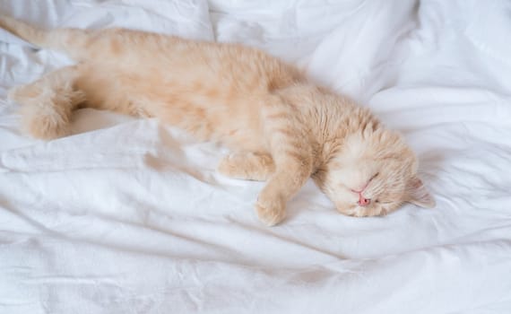 Ginger cat sleeps on a white blanket, cozy home and vacation concept, cute ginger or ginger kitten