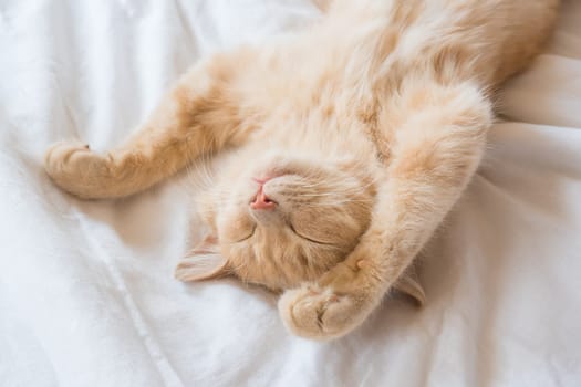 Ginger cat sleeps on his back on a soft white blanket, cozy home and vacation concept, cute red or ginger kitten